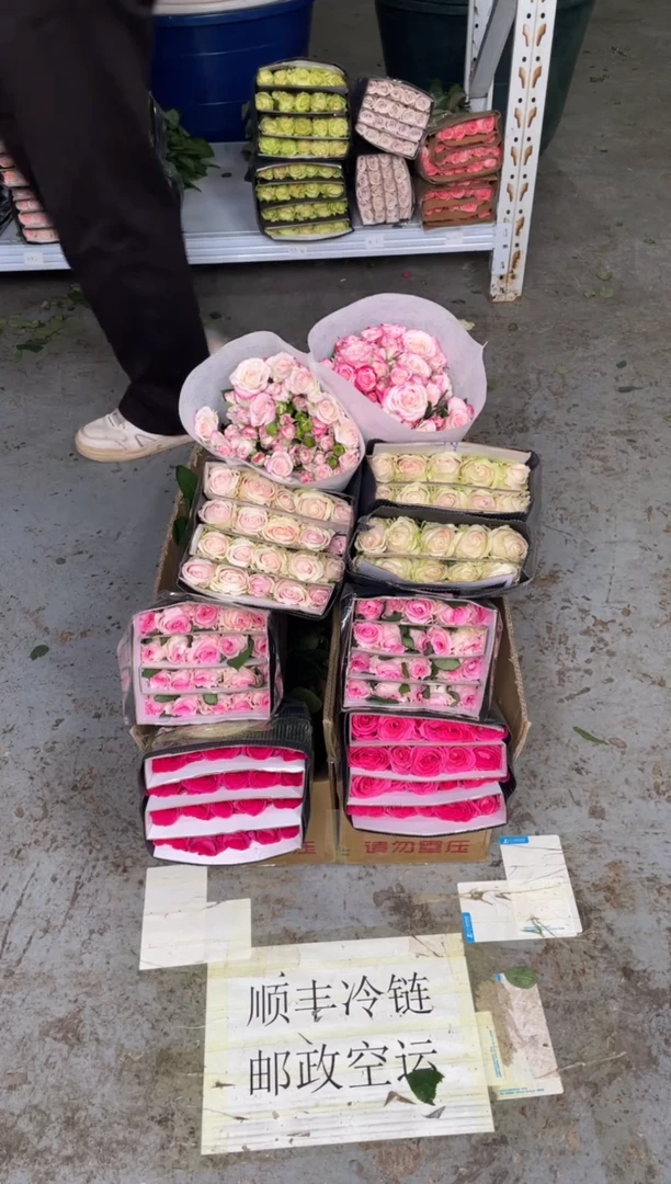 佛洛依德20枝+洛神20枝+粉红20枝 +折射10枝