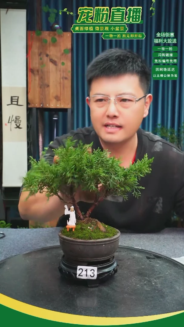 无花朵老***猫苔藓微景观213号