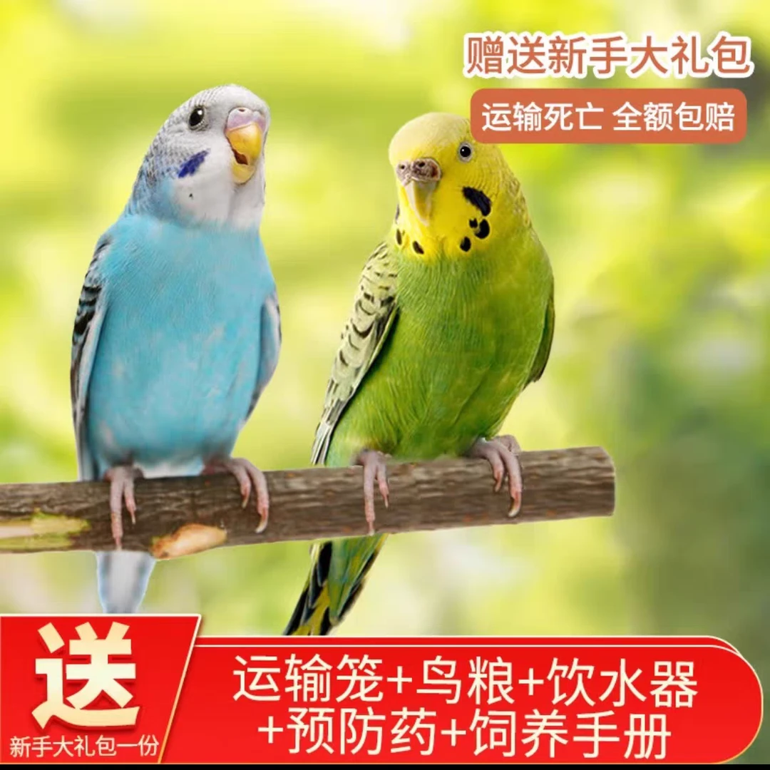 【鹦鹉】2只一对手养亲人会学说话的虎皮鹦鹉活鸟宠物下蛋繁殖