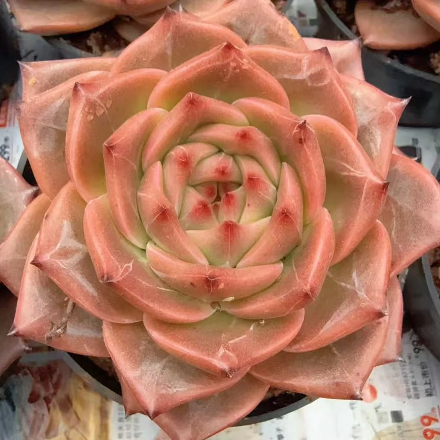 110#大弗格森单头（8-11cm）脱土