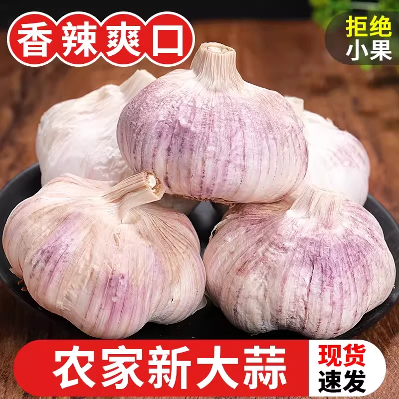 【开水妈妈专属】山东大蒜种子能抽蒜苔紫皮大蒜头