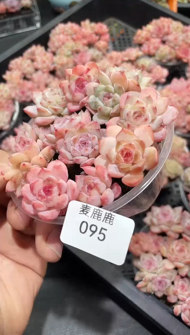 095彩钻       量拍