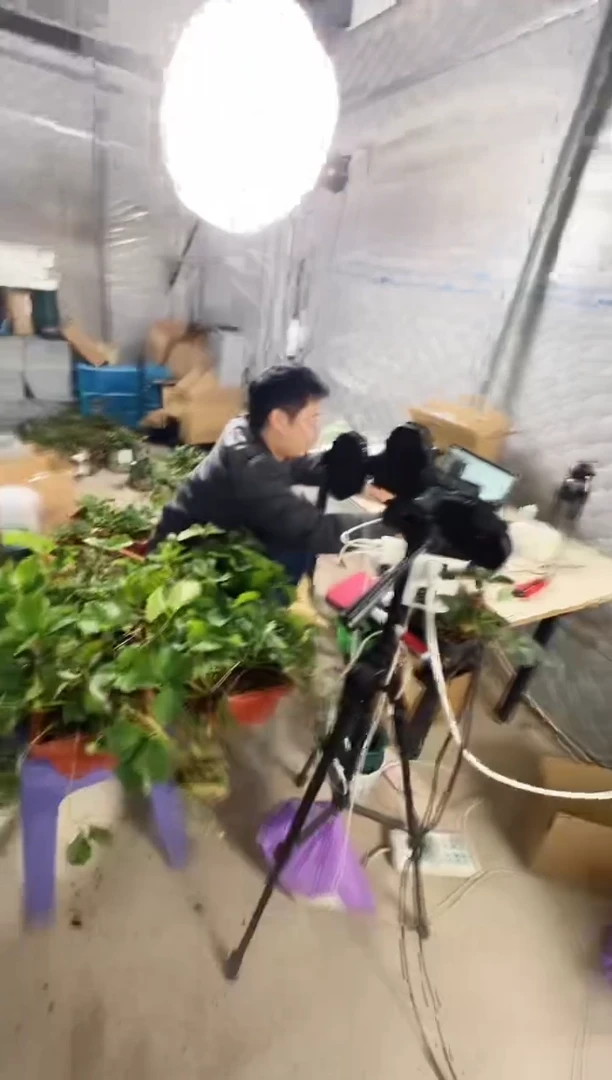 两盆香野长条盆原原种（留护心土）