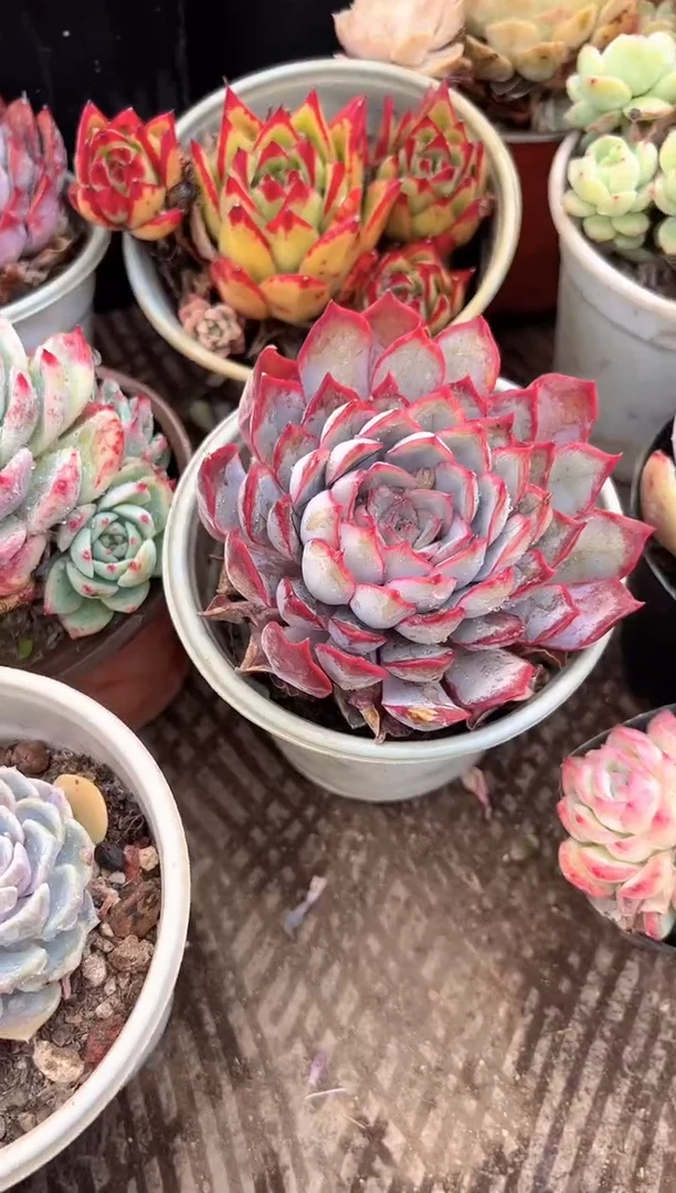 玲*多肉植物一物一拍03322