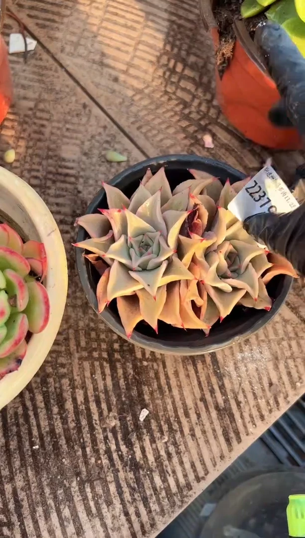 锦**7多肉植物一物一拍22319