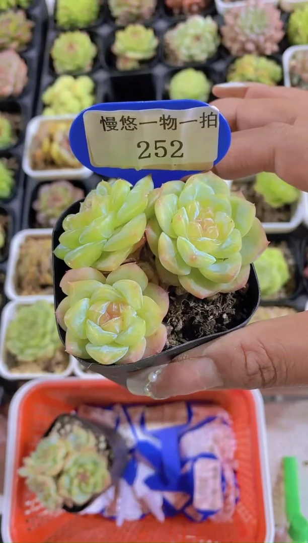 小****妹252-孤品溏心群（专拍）