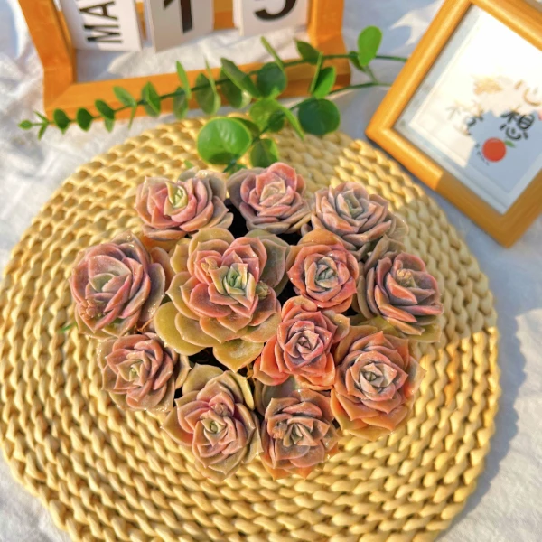 可爱玫瑰懒人多肉植物新手好养阳台客厅盆栽桌面植物不怕热带盆发