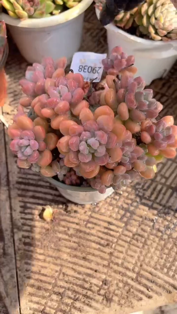 S***y跃跃精品多肉29038