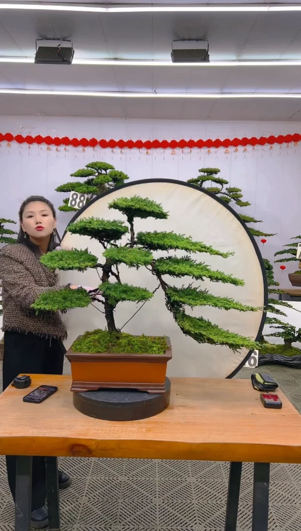 【闪购商品】盆景1