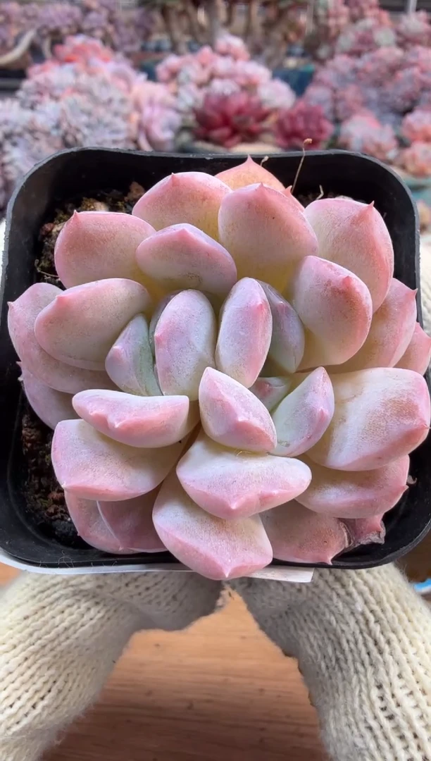 东云多肉园三号店-167