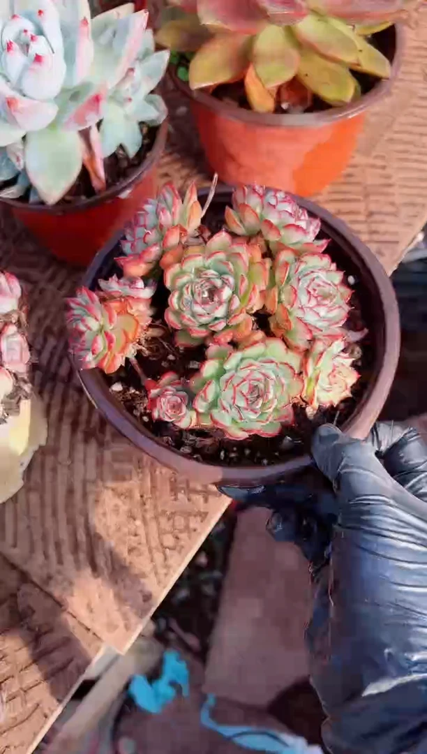 ?****?多肉植物一物一拍11177