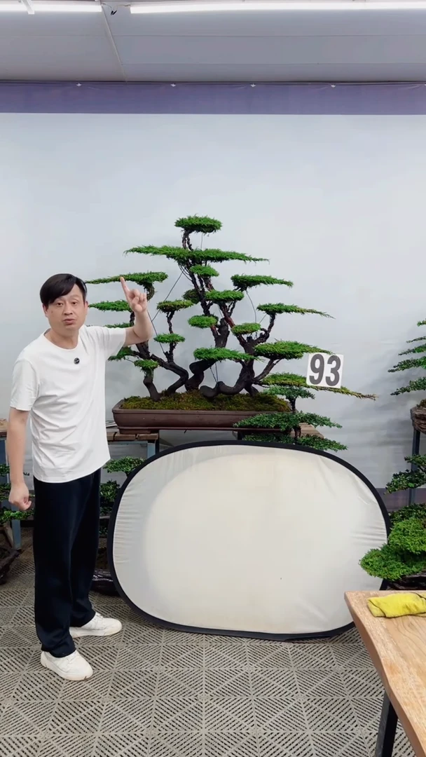 无花朵造型盆景一物一拍