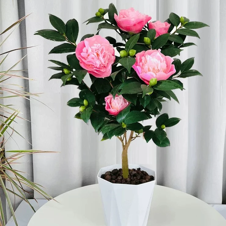 S香妃烈香花苗开花有香味的粉色花卉庭院阳台花卉好养