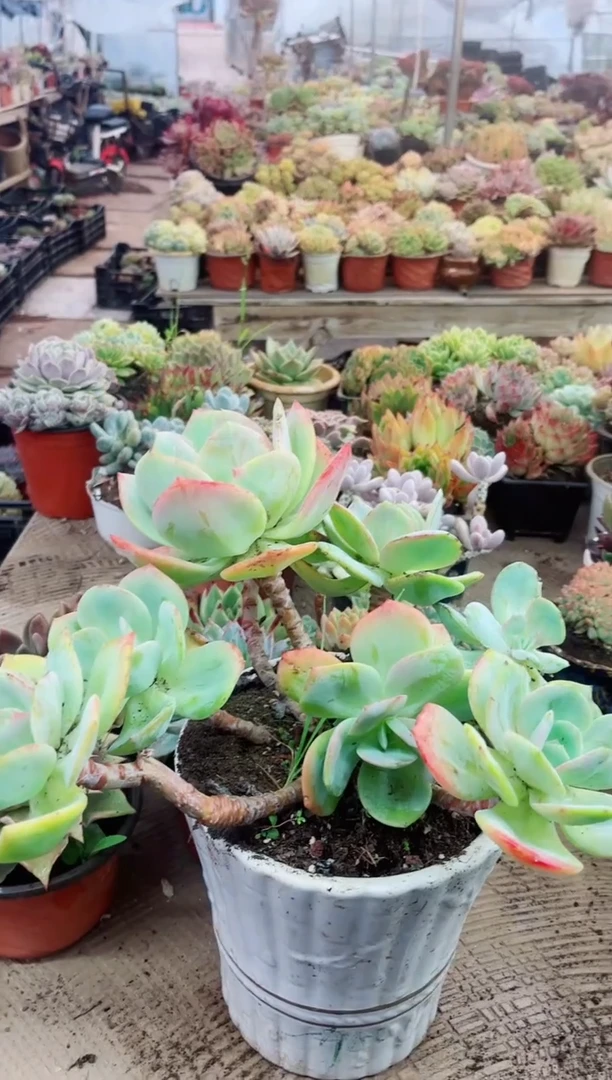 曾*11061多肉植物一物一拍