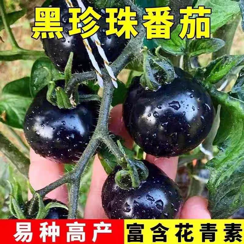【黑珍珠番茄种子】糖水黑番茄圣女果阳台盆栽矮生小黑色西红柿种孑