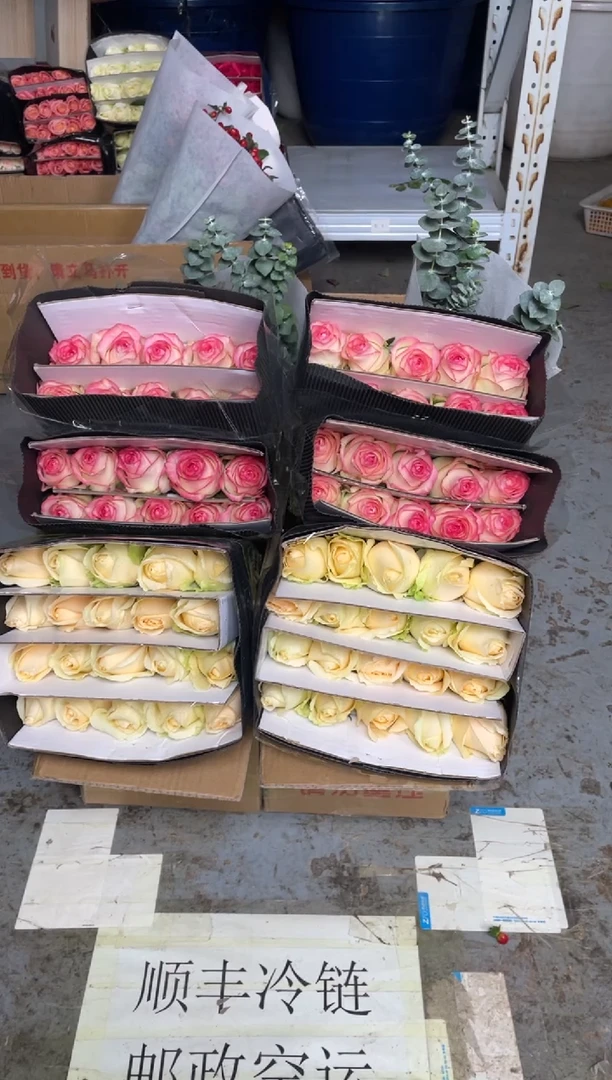 香槟20枝+艾沙20枝+尤加利