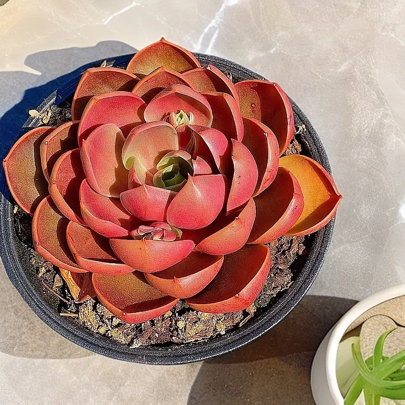 【大红灯 多肉植物 】脱土发 2单包邮  花旦精品多肉基地直发