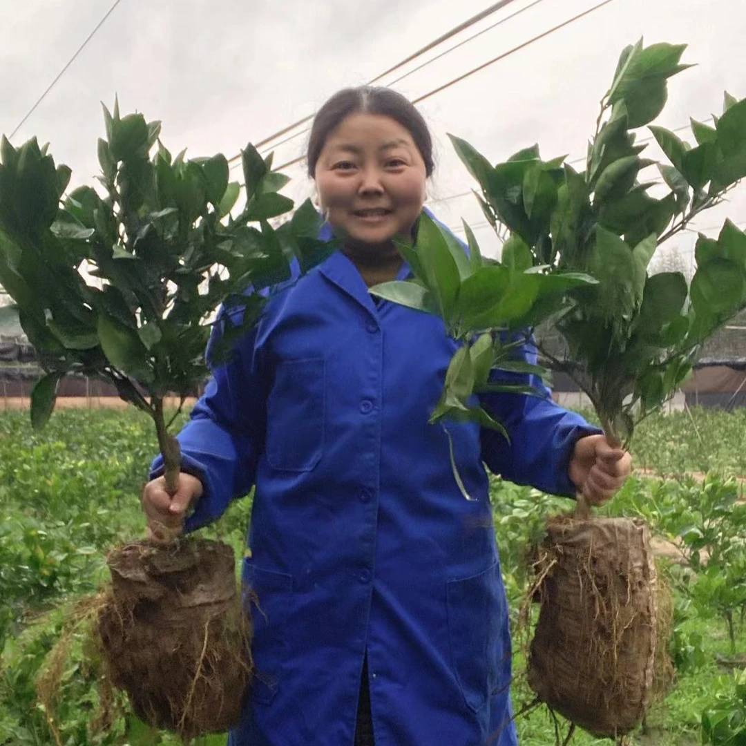 河南可种植橘树苗丑橘果冻橙北方耐冻柑桔苗庭院盆栽地栽带土发货