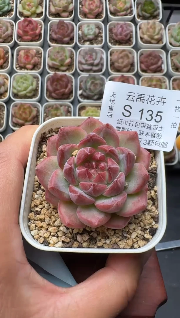 135S带盆土发 当场拍3颗以上包柚 多肉植物 一物一拍