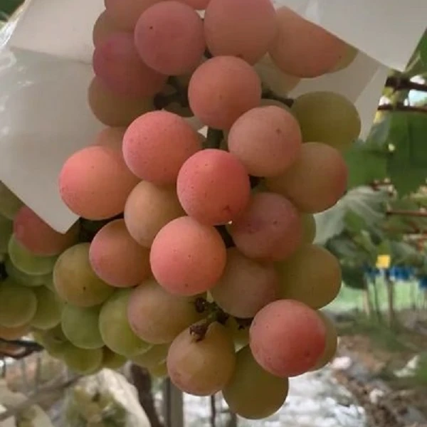 玺韵水果-妮娜皇后葡萄（1斤装）