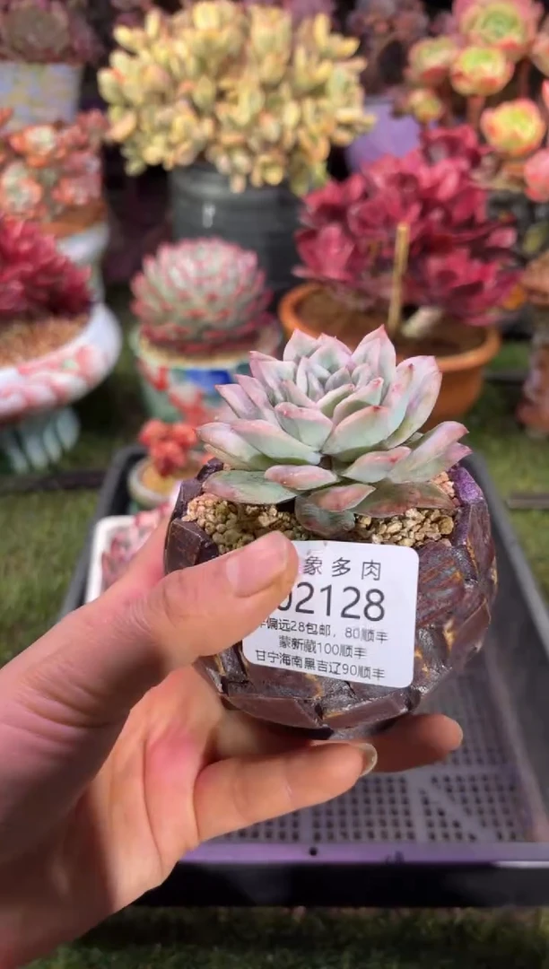 【闪购商品】02128