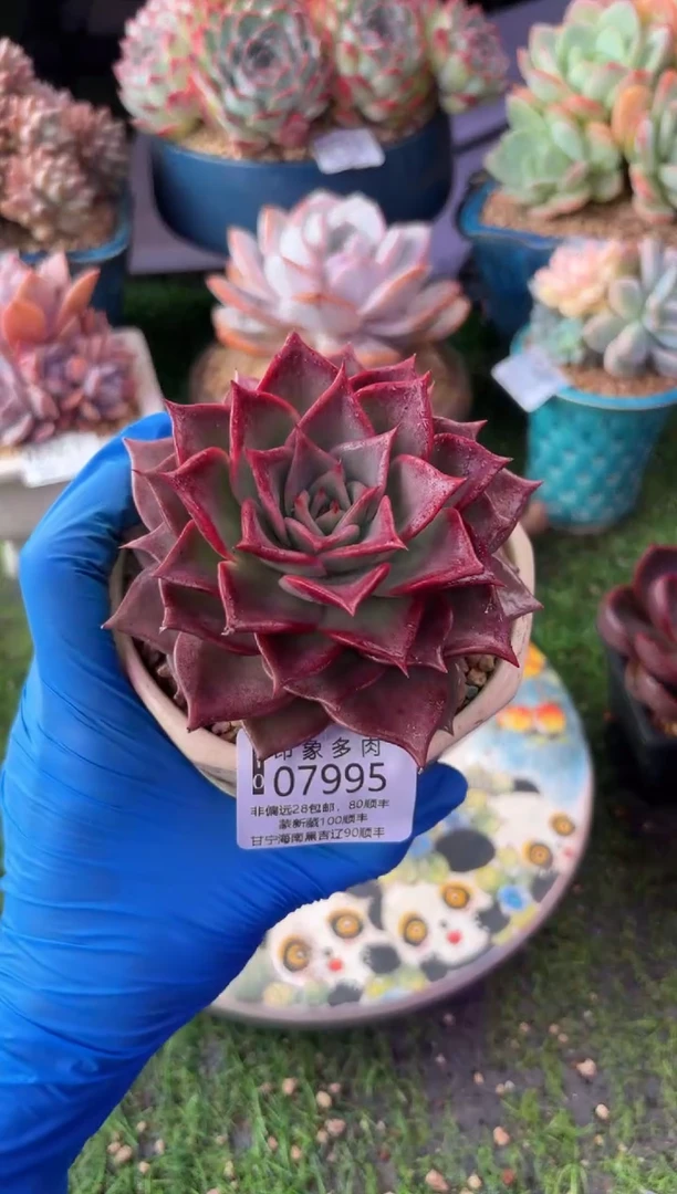 昆明印象多肉07995