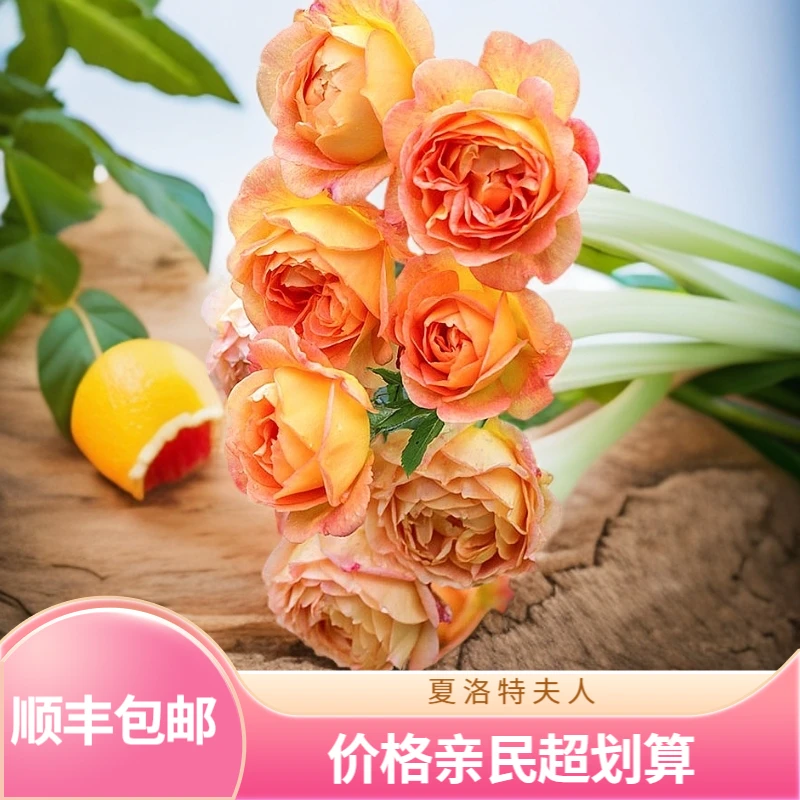 【夏洛特夫人】 橙黄色大花 大花浓香 庭院别墅阳台花园花苗藤本