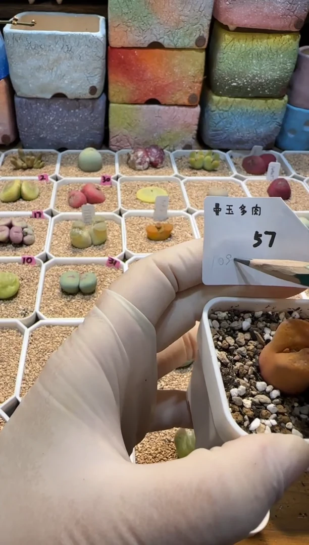 【闪购商品】25.3.5-57小翻翻