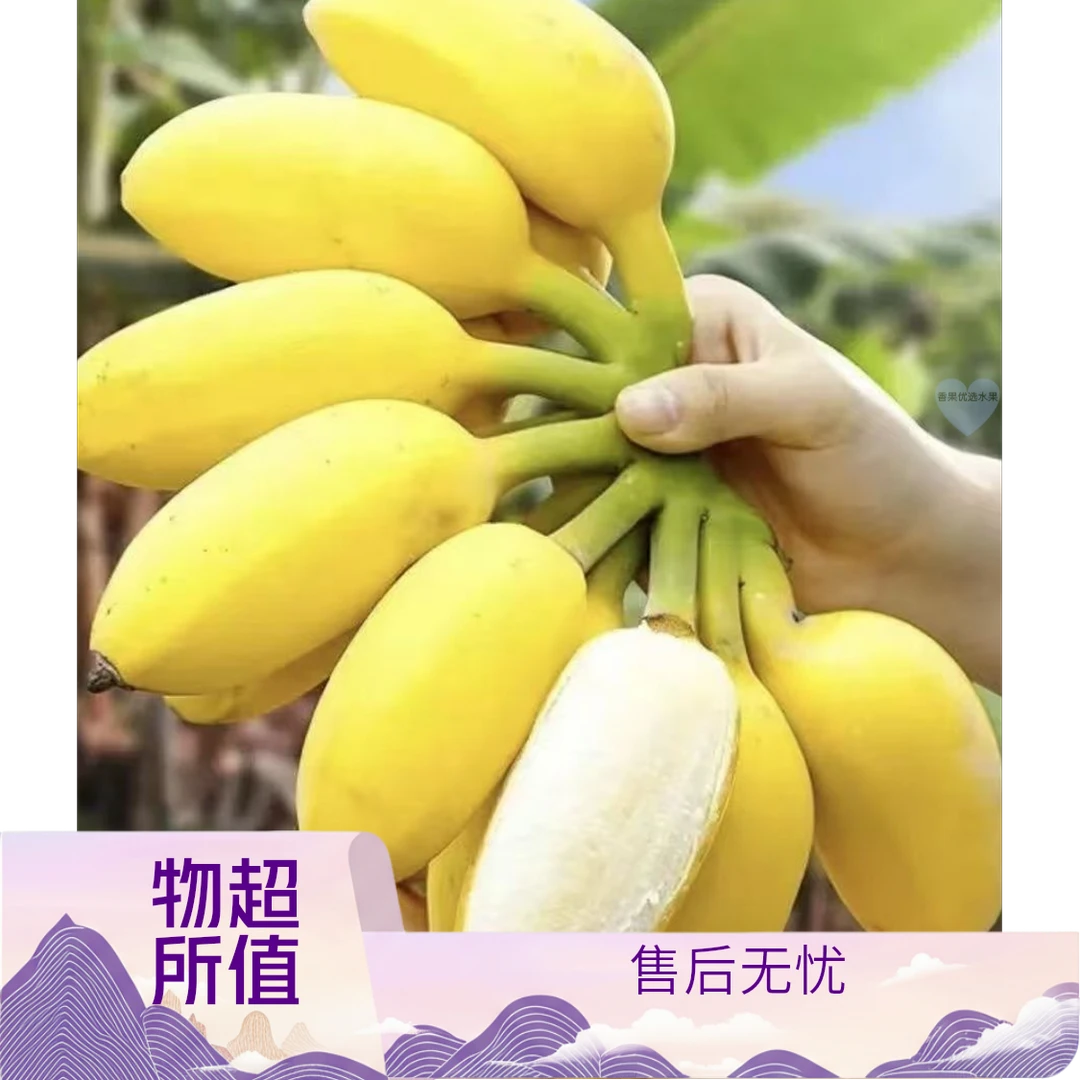 正宗苹果粉蕉现砍现发当季新鲜薄皮水果包邮香蕉香甜孕妇批发整箱