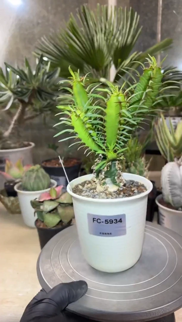 火山大戟FC-5934