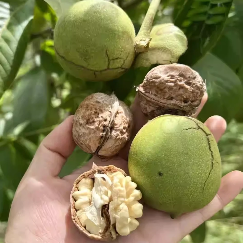 【南充本地新鲜核桃】新货湿核桃2025带青皮核桃绿皮核桃当季生黑桃