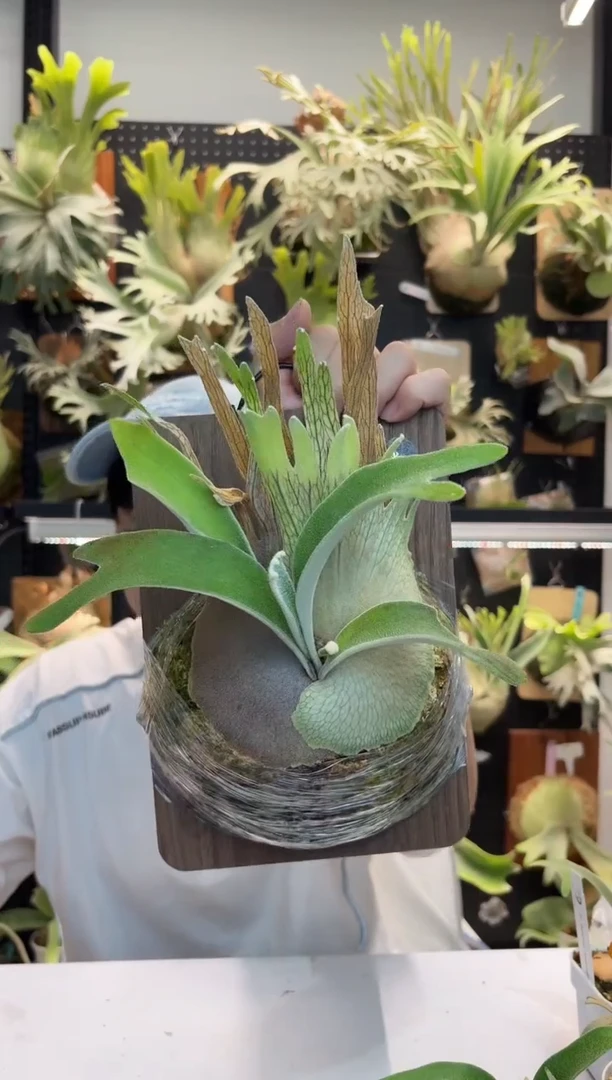 无花朵奥本河AR孢子苗来自蕨士乐