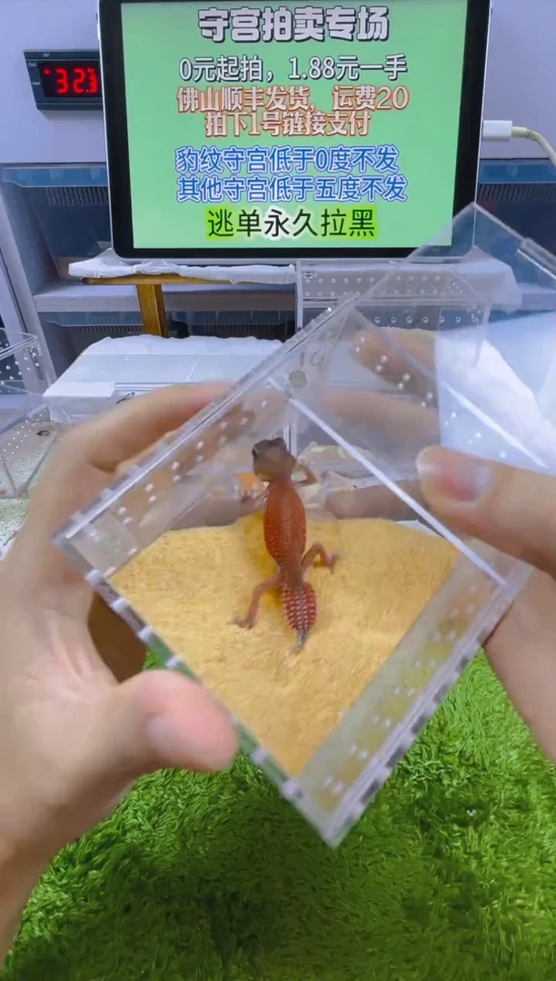 豹纹守宫豹纹肥尾成体苗子亚成