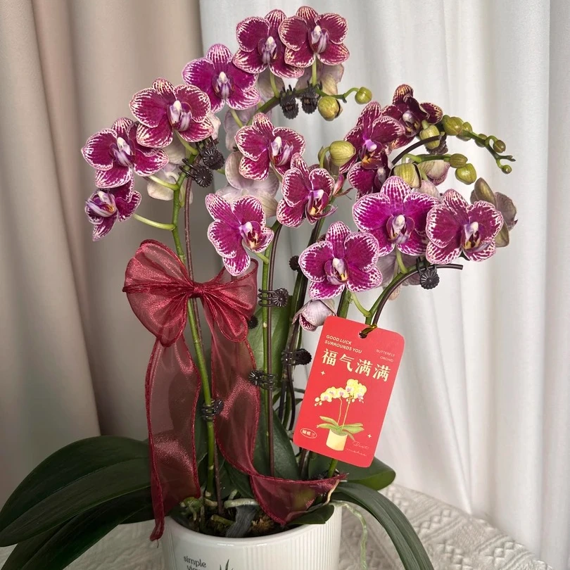 花悦里【可乐】双花剑 稀有色系室内花花好养耐开 广州花卉源头基地