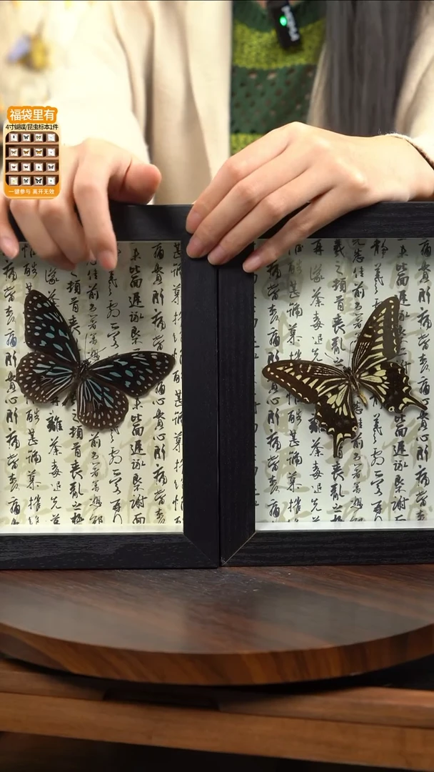 柑橘凤蝶7寸书法版+青斑蝶7寸书法版