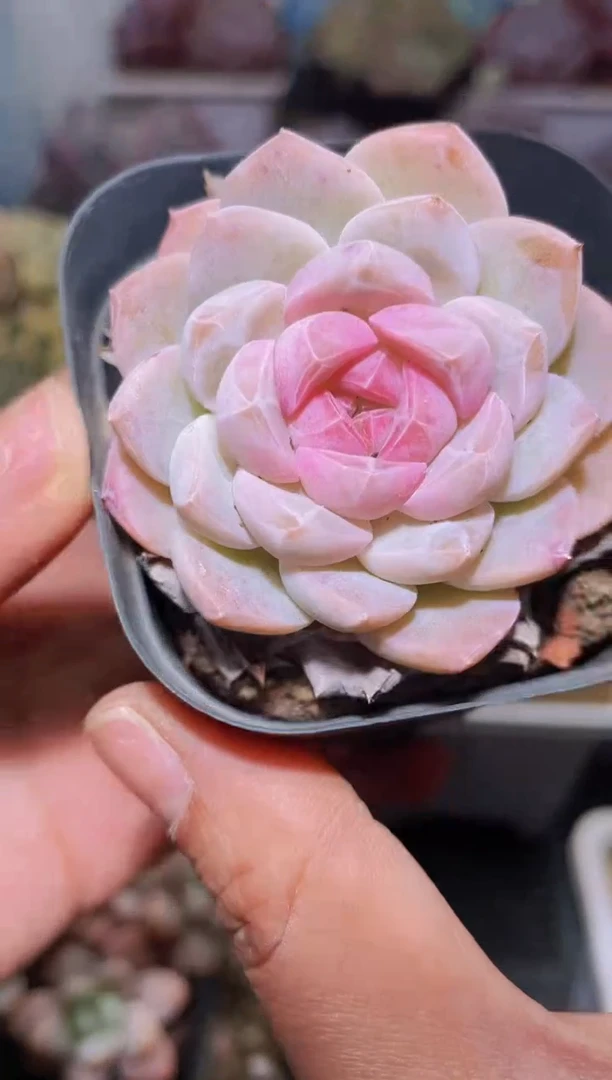 【闪购商品】211梦境多肉