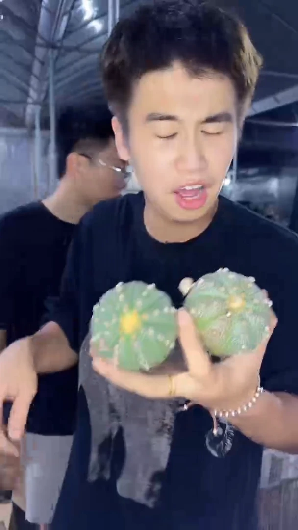 5颗 实生根 星兜 4-6cm