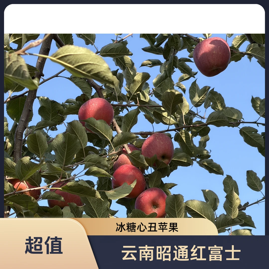 【现摘现发】2025年云南昭通冰糖心丑苹果脆甜多汁