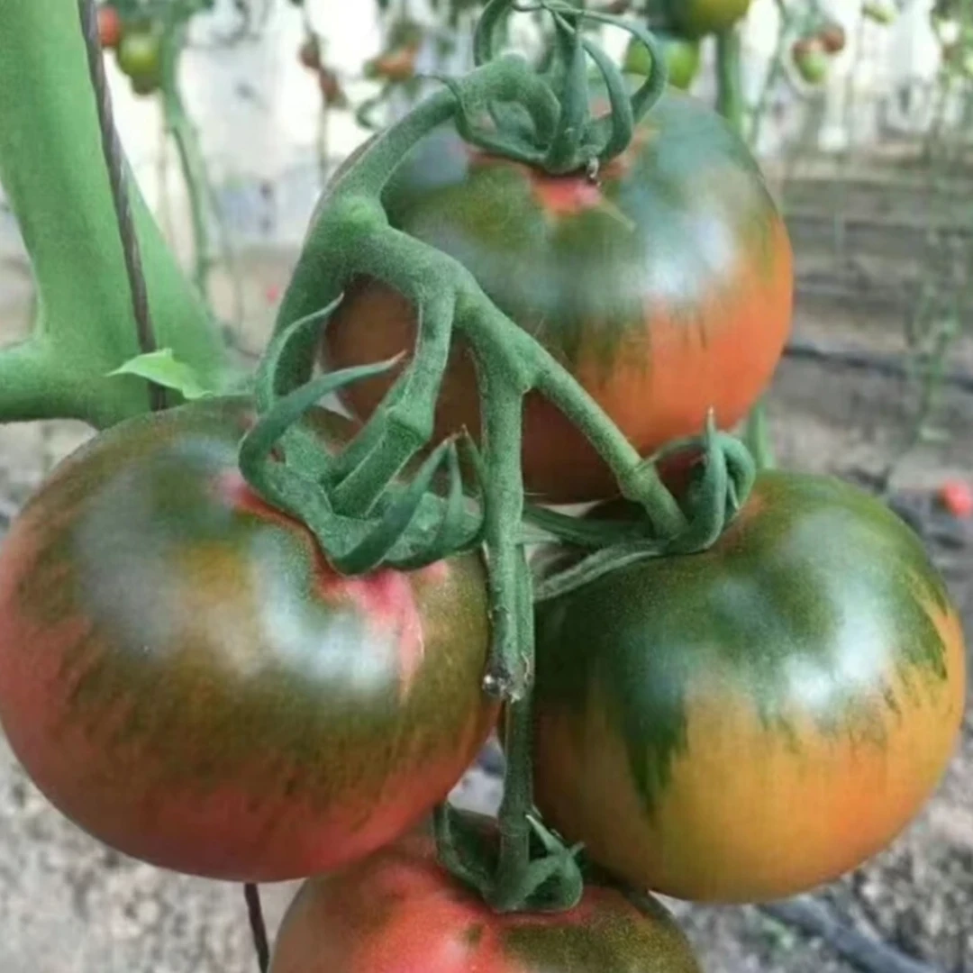 水果品质种子孑生长柿子丹东铁皮绿腚大西红柿籽盆栽四季蔬菜种籽