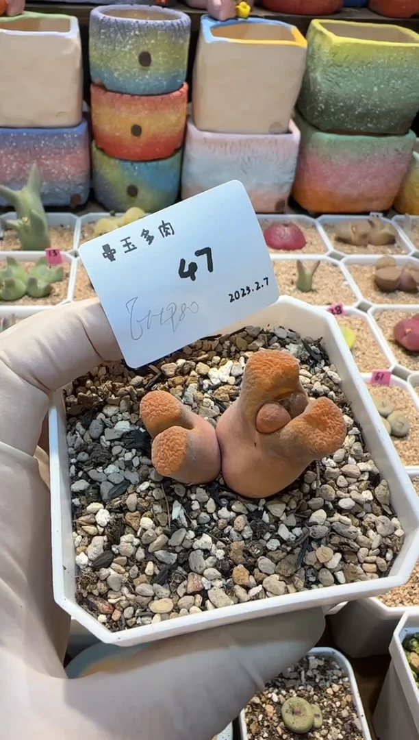 【闪购商品】25.2.7-47