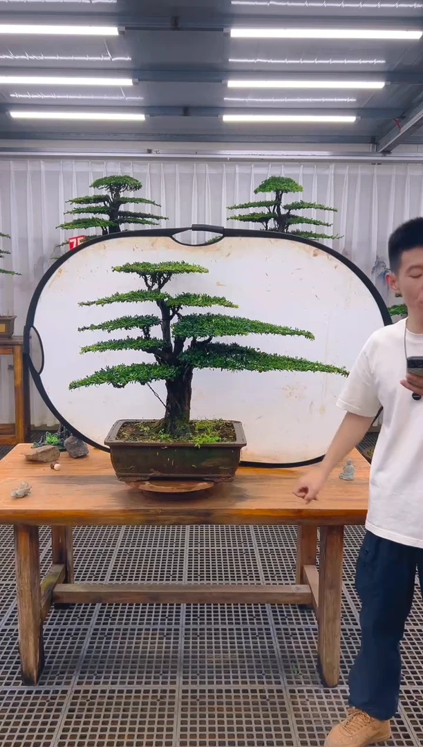 无花朵富**园精品盆景直播间一物一拍