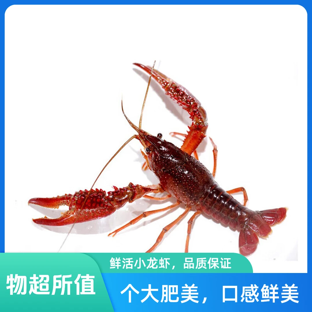 【鲜活】小龙虾3斤