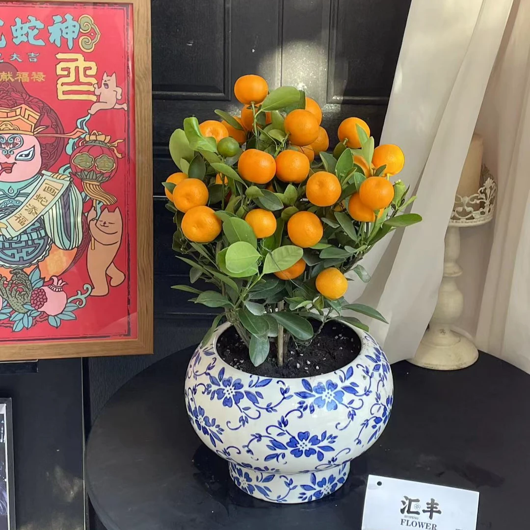 【年宵花】金桔盆栽1盆大橘大利（高度40cm）