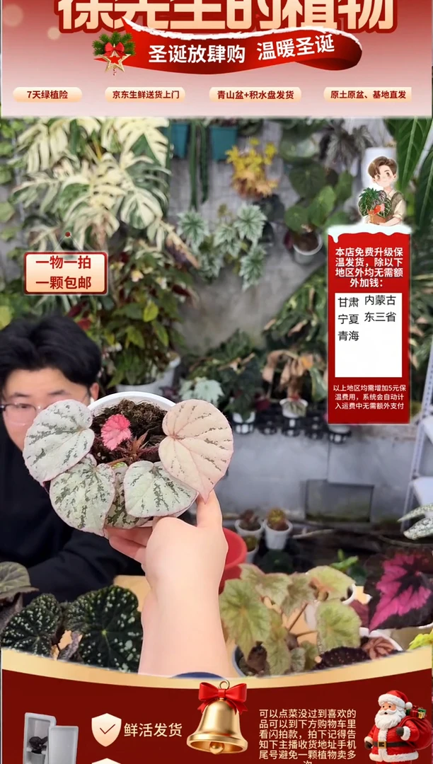 完全开放蜜桃秋海棠