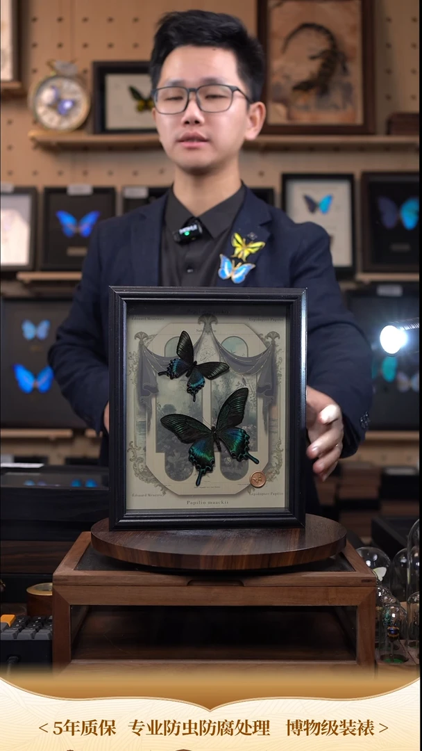 绿带翠凤蝶春夏型组合复古窗花款