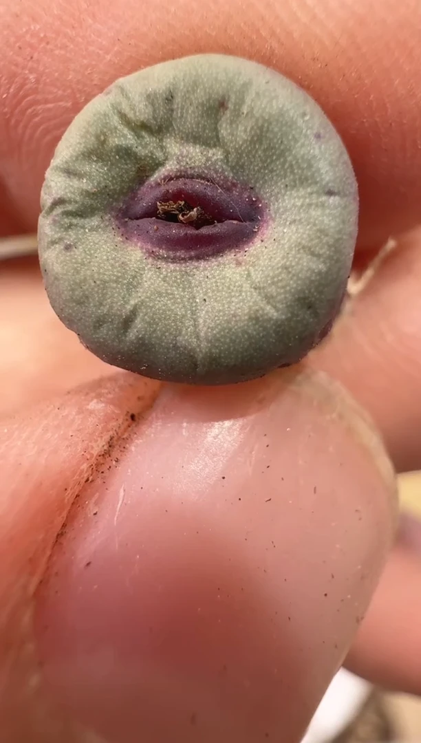 28-81多肉植物肉锥