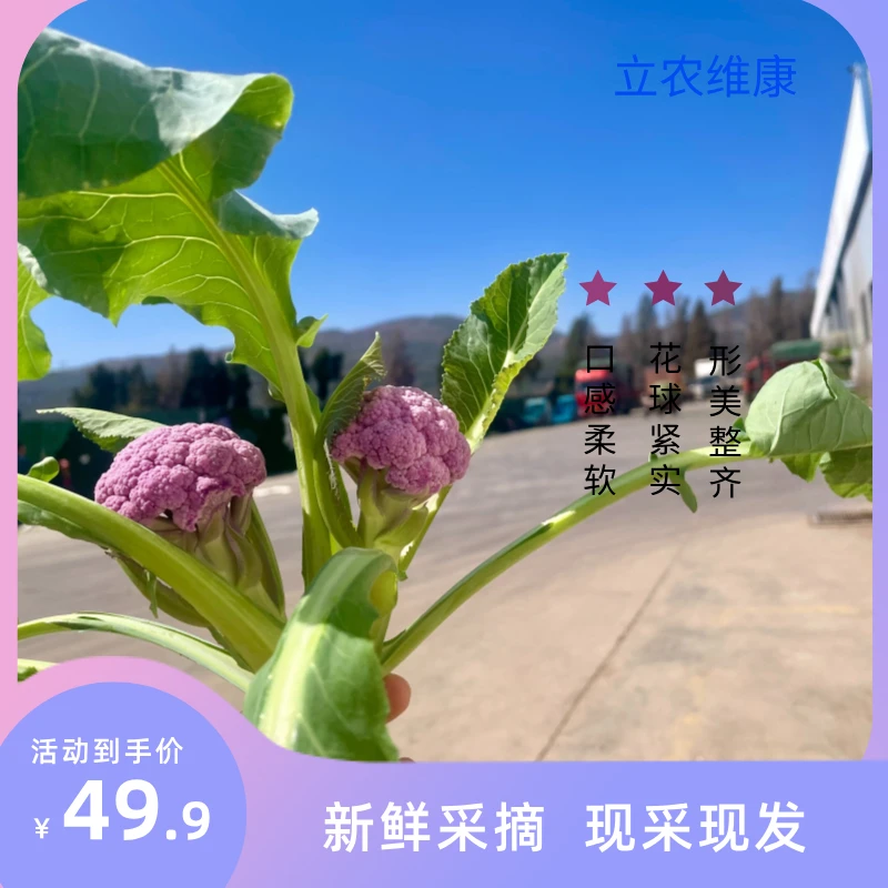 【自营】云南维康 【高山mini紫花仔】2斤 优质鲜美清香细腻顺丰包邮