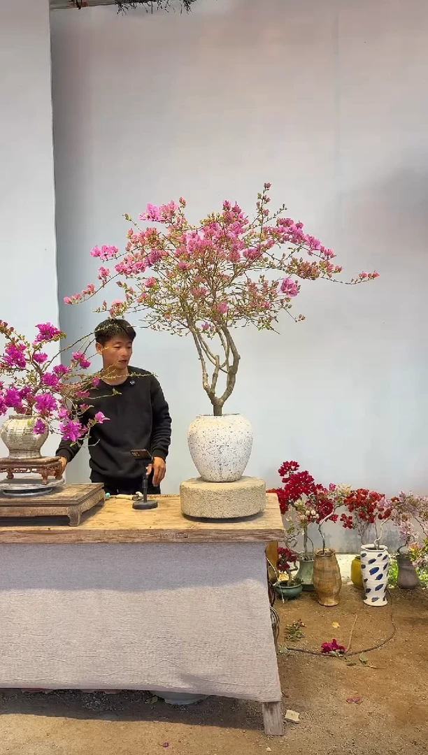 以实际为准三角梅12