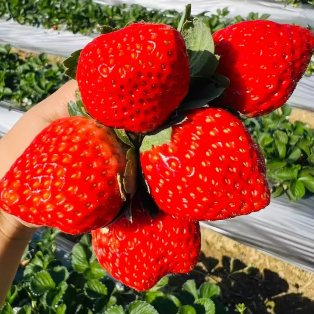 w【草莓皇后】长丰红颜99草莓奶油草莓大扁果多倍体草莓顺丰京东包邮送货上门
