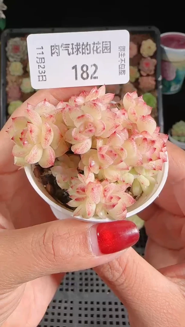 1123-182群生不包整